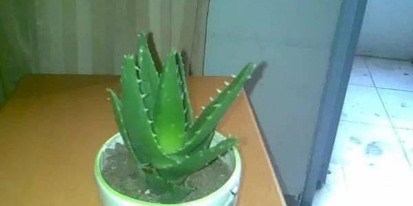 frc-8cb80adea53263a515660800d6ec1928-1